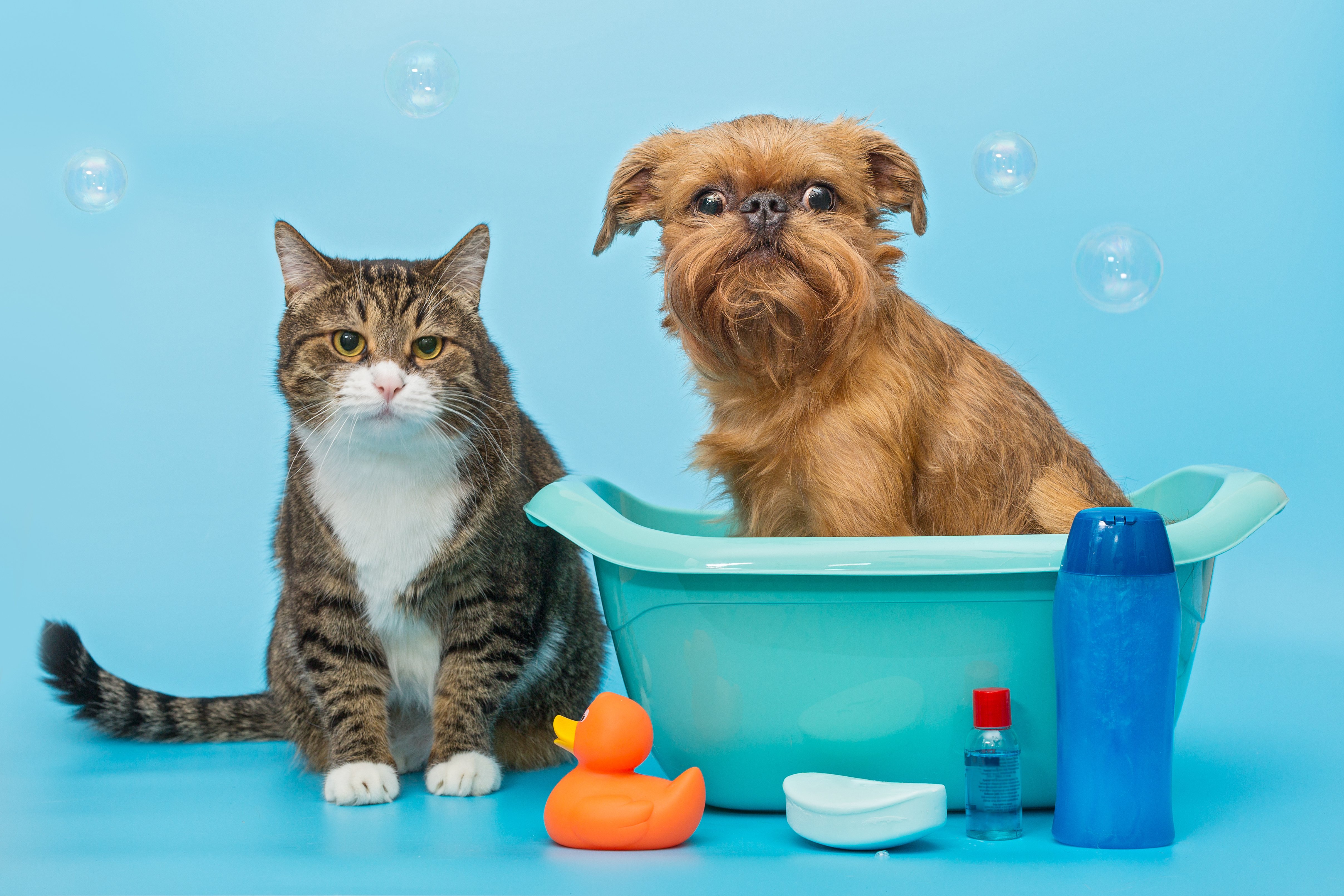 cat-and-dog-wash-together-2023-11-27-05-13-58-utc